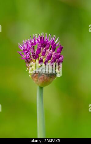 Primo piano di un bocciolo di Allium che esplode in un fiore viola adagiato su uno sfondo diffuso Foto Stock