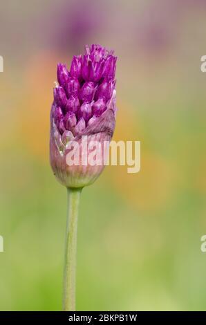 Primo piano di un bocciolo di Allium che esplode in un fiore viola adagiato su uno sfondo diffuso Foto Stock