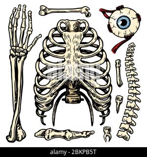 Gabbia toracica, braccio e occhio e colonna vertebrale, Anatomia delle ossa umane set. Corpo e torace e bacino, arto e femore. Illustrazione di biologia impressa a mano Illustrazione Vettoriale