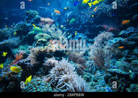 Pesci tropicali su una barriera corallina, pesci colorati in acque blu scuro Foto Stock