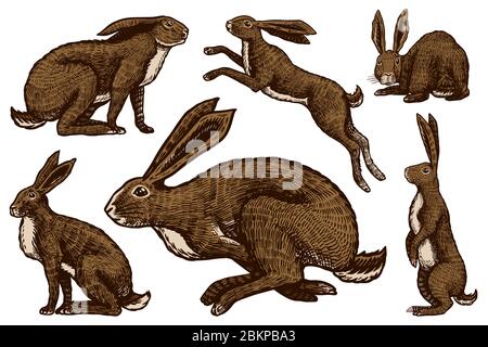 Set di lepri selvatici. Conigli sono seduti e saltare. Foresta Bunny o coney Collection. Disegno a mano inciso vecchio schizzo per T-shirt, tatuaggio o etichetta o. Illustrazione Vettoriale