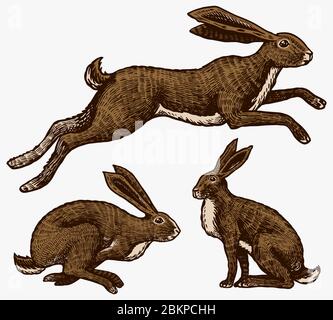 Lepri selvaggi. Conigli sono seduti e saltare. Forest Bunny o coney. Vecchio schizzo inciso a mano per T-shirt, tatuaggio o etichetta o poster. Vettore Illustrazione Vettoriale