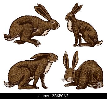 Lepri selvaggi. Conigli sono seduti e saltare. Forest Bunny o coney. Vecchio schizzo inciso a mano per T-shirt, tatuaggio o etichetta o poster. Vettore Illustrazione Vettoriale