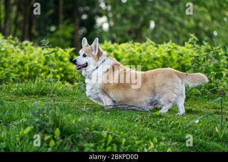 Corgi Dog Foto Stock