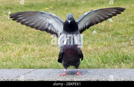 Berlino, Germania. 05 maggio 2020. Due piccioni della città sussurrano nel deserto Lustgarten nel quartiere Mitte. Credit: Wolfgang Kumm/dpa/Alamy Live News Foto Stock