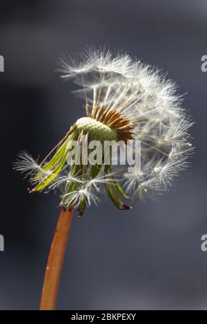 una vista ravvicinata di un dente di leone con metà dei semi mancanti Foto Stock