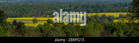 Campi di olio di colza giallo in Surrey rurale - Regno Unito Foto Stock