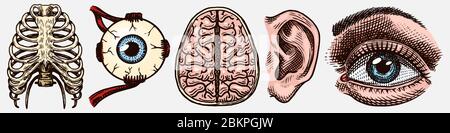 Anatomia delle ossa umane. Sistemi di organi. Gabbia toracica e orecchio, torace e cervello, occhio e corteccia sensoriale. Illustrazione vettoriale con incisione a mano. Monocromatico Illustrazione Vettoriale