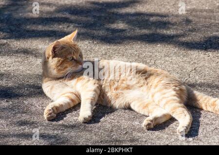 Un maestoso gatto degli animali da compagnia sta fissando qualcosa in lontananza. Foto Stock