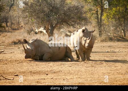 Rinoceronte selvatiche in un parco safari africano. Un rinoceronte, comunemente abbreviato in rinoceronte, è uno dei cinque grandi animali in africa, comunemente noto come grande Foto Stock