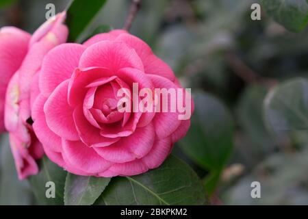 Soft selective focus di Camellia japonica noto come camellia comune, rosa rosso fiori di camellia giapponese o la rosa d'inverno nel giardino, naturale fl Foto Stock