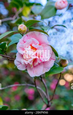 Soft selective focus di Camellia japonica noto come camellia comune, rosa rosso fiori di camellia giapponese o la rosa d'inverno nel giardino, naturale fl Foto Stock