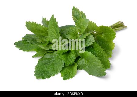 Bouquet di balsamo di limone fresco e di colore verde, isolato su sfondo bianco Foto Stock