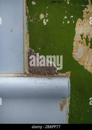 Glasgow, Scozia, Regno Unito. 2 aprile 2020: Il design originale di un cottage in Scozia. Preso durante il Coronavirus Foto Stock
