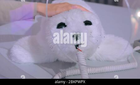 Donna colpi cute giappone sigillo robot alla mostra tecnologia. Concetto di futuro robotico Foto Stock