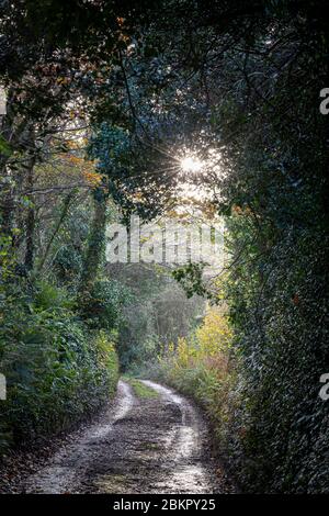 Corsia di campagna autunnale con foglie in caduta Foto Stock