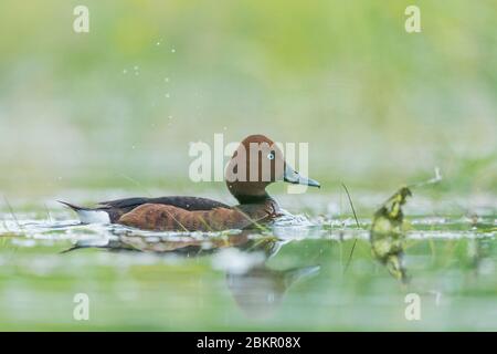 Un pochard ferrugino (Aythya nyroca) Foto Stock