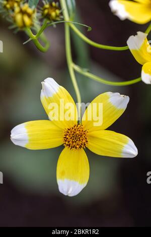 Primo piano di Bidens Aurea - Hannays Lemon goccia fioritura in un giardino inglese, Inghilterra, Regno Unito Foto Stock