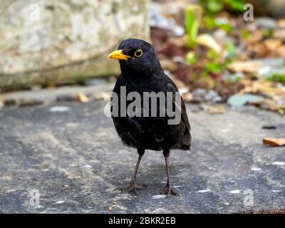 Un maschio Blackbird Turdus Merula in piedi sul patio in un giardino Foto Stock