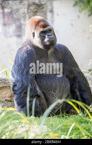 Francia, Indre et Loire, Valle della Loira patrimonio mondiale dell'UNESCO, Loir et Cher, Saint-Aignan-sur-Cher, Beauval zoo, gorilla Foto Stock