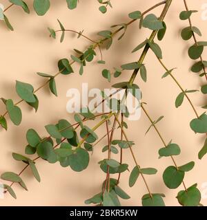 Texture di eucalipto su sfondo beige. Primo piano di foglie verdi. Foto Stock