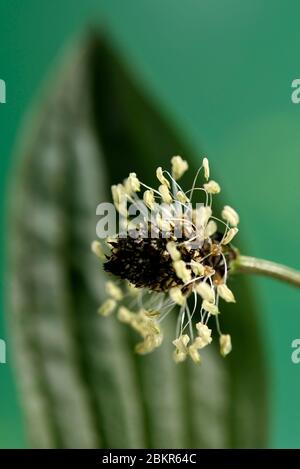 Francia, territorio di Belfort, Belfort, giardino, Plantago lanceolata, fiore, foglia Foto Stock