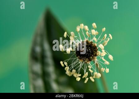 Francia, territorio di Belfort, Belfort, giardino, Plantago lanceolata, fiore, foglia Foto Stock