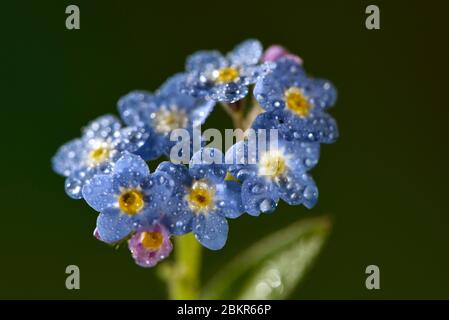 Francia, territorio di Belfort, Belfort, giardino, dimenticare-me-non, fiori Foto Stock