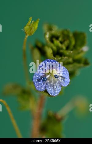 Francia, territorio di Belfort, Belfort, orto, a terra in aprile, Veronica persica, fiore Foto Stock