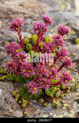 Svizzera, Vallese, Valle del Trient, Finhaut, Lac d'Emosson, Pointe de la Terrasse, Montagne Sempervivum Foto Stock