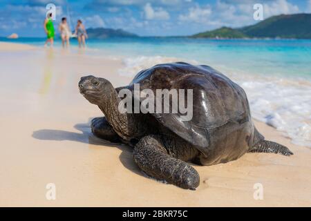 Seychelles, Curieuse Island, tartaruga gigante sulla spiaggia di San Jose Foto Stock