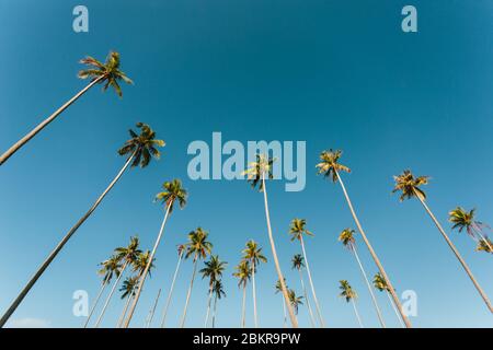 Semporna, Sabah, Malesia - 26 aprile 2020 - albero di cocco all'isola di Maiga Foto Stock