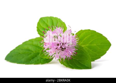 Menta fresca con fiore isolato su sfondo bianco Foto Stock