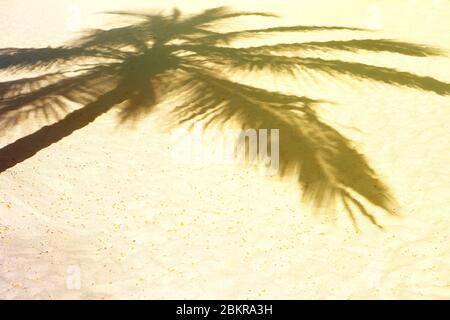 Ombra di palme su una sabbia bianca su una spiaggia tropicale. Vacanza di tendenza concetto estivo. Messa a fuoco selettiva. Foto Stock