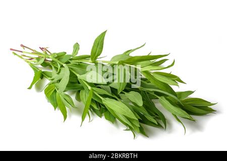 Vescica campion (silene vulgaris) isolato su bianco Foto Stock