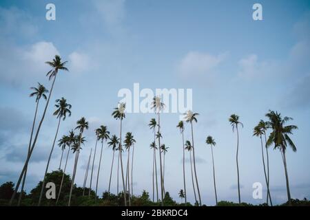 Semporna, Sabah, Malesia - 26 aprile 2020 - albero di cocco all'isola di Maiga Foto Stock