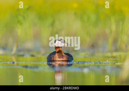 Un Grebe a collo rosso (Podiceps grisegena) in piumaggio di allevamento Foto Stock