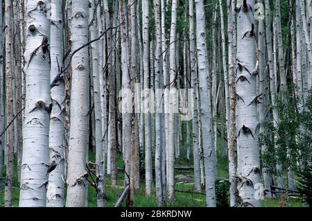 Aspen on Boulder Mountain, Dixie National Forest, autostrada 12 National Scenic Byway, Utah Foto Stock