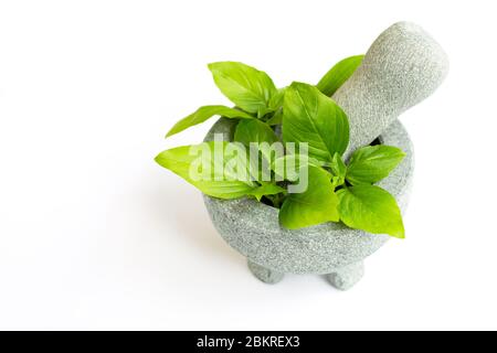 Foglie di basilico in mortaio di pietra e pestello su fondo bianco. Spazio di copia Foto Stock