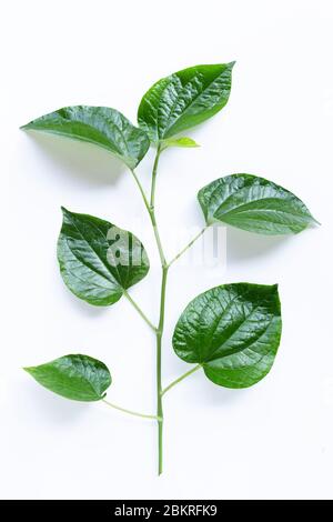 Fresco foglie di Betel selvatico isolato su sfondo bianco Foto Stock