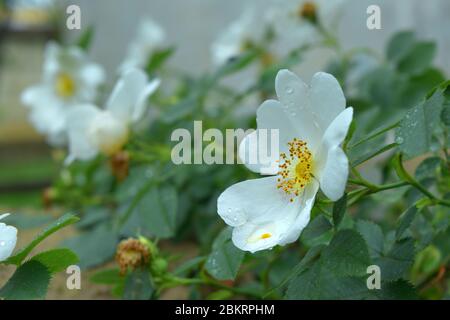 rosa bianca fiorente dopo primo piano pioggia Foto Stock