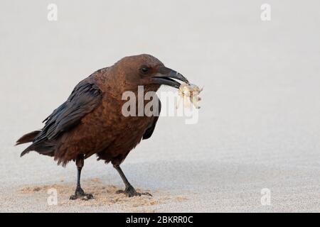 Corvo (Corvus ruficollis) con granchio catturato in becco sulla spiaggia di sabbia Foto Stock