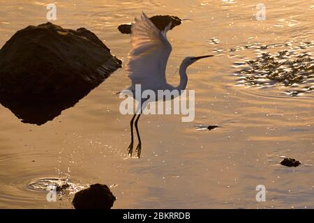 Piccola egretta (Egretta garzetta) che parte dalla spiaggia al tramonto, l'arcipelago di Capo Verde / Cabo Verde nell'Oceano Atlantico Foto Stock