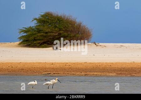 Tre spoonbill eurasiatici / spoonbill comuni (Platalea leucorodia) che riposano in acque poco profonde della laguna durante la migrazione primaverile, Boa Vista, Capo Verde Foto Stock