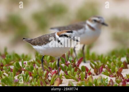 Plover di Kentish maschio e femmina (Charadrius alexandrinus) in piumaggio di riproduzione in primavera Foto Stock