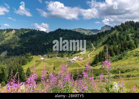 Francia, alta Savoia, massiccio del Chablais, val d'Abondance, gli chalet di Lens Foto Stock