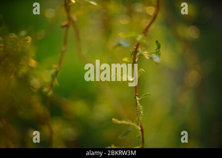 rami di salice piangenti con foglie verdi giovani nel giardino primaverile Foto Stock