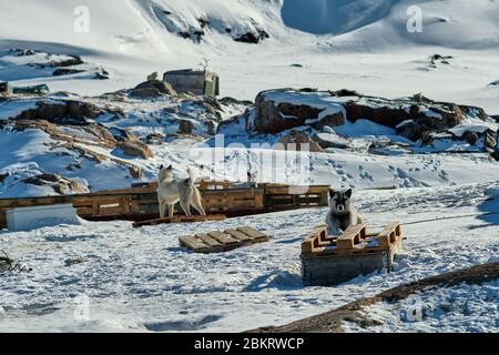 Confezione di cani da slitta posati su slitte nell'Ilulissat Groenlandia Foto Stock