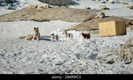 Tre simpatici cuccioli di cani da slitta che corrono e saltano sulla loro strada verso la madre Foto Stock