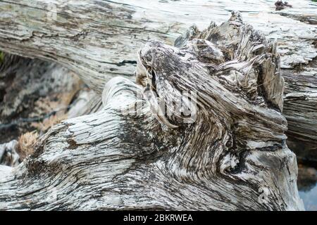 Un albero morto, intemperato e sbiancato dal sole, sul lato del sentiero che scende Maol Odhar nelle Highlands scozzesi del Nord-Ovest Foto Stock